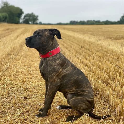 English Mastiff vs Boerboel: Who’s the Better Mastiff? - PawCited