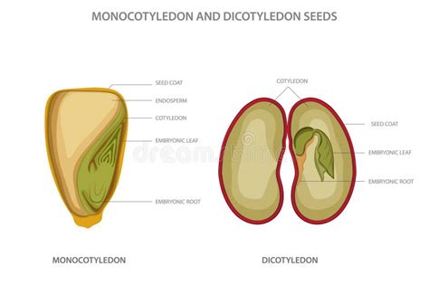 Monocotyledon and Dicotyledon Seeds, Monocots Having One Seed Leaf and ...