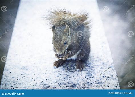 Squirrel eating hazelnuts stock image. Image of brown - 83931899