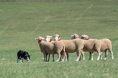 Border Collie herding sheep - Stock Image - C037/5948 - Science Photo Library