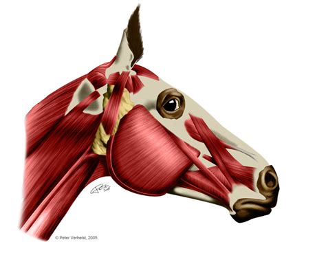 Muscles of a horse head by Peter-AndTheWolf on DeviantArt