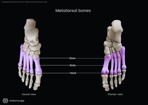 Metatarsal Bone Anatomy