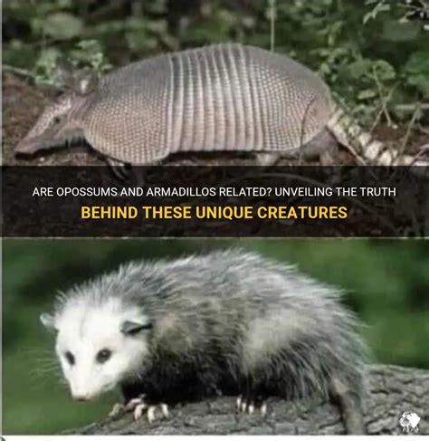 Are Opossums And Armadillos Related? Unveiling The Truth Behind These Unique Creatures | PetShun