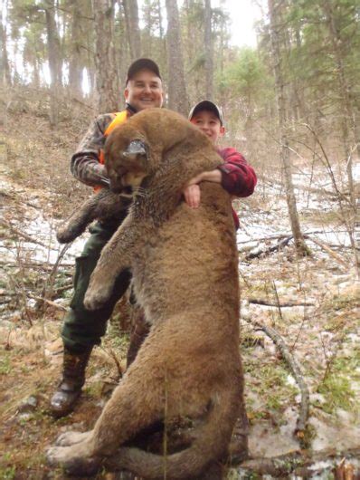 Mountain Lion Hunting, Best MT cougar Hunting Guides