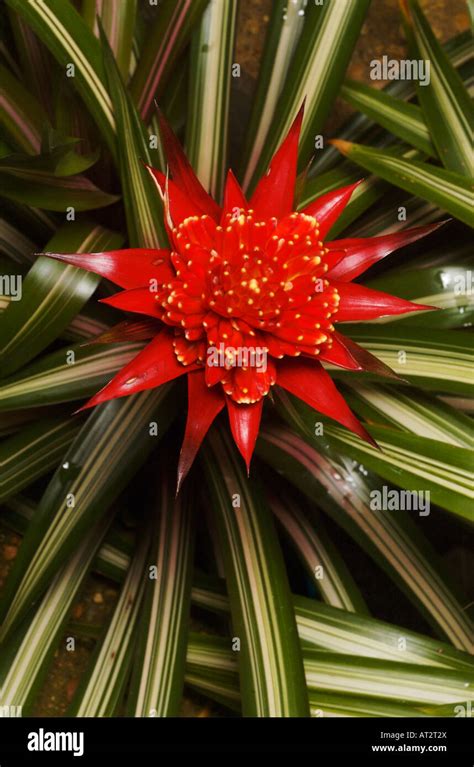 Guzmania, a flowering plant in the bromeliad family Stock Photo - Alamy