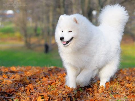 Samoyed Wallpapers - Wallpaper Cave