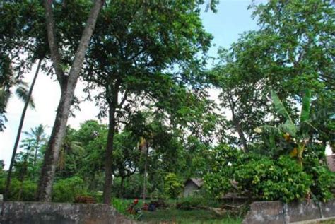 Budidaya Pohon Kenanga sebagai Penghasil Kayu Mahal - Fakultas ...