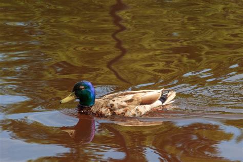 Duck Reflection 2 by ~aaron5153 on deviantART | Reflection, Art, Painting