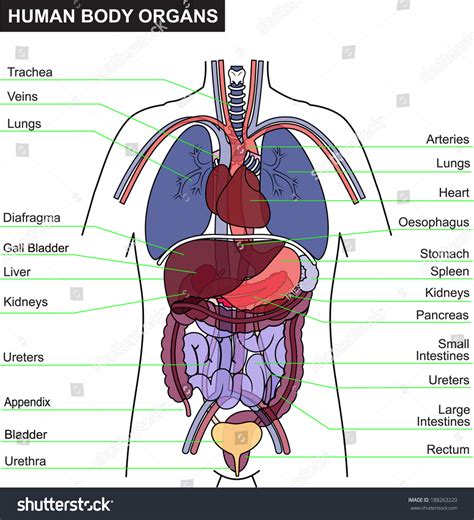 Anatomy Human Body Organs Human Body Science Human Body Diagram: A ...