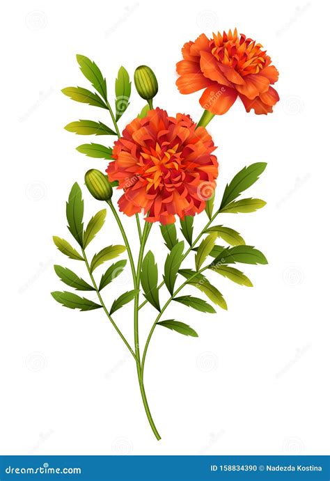 Marigold Flowers Vector stock vector. Illustration of bouquet - 158834390