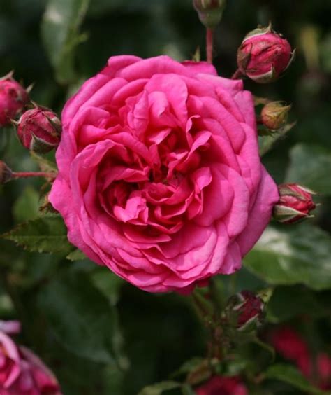 Very fragrant climbing rose. in 2020 | Fragrant roses, Climbing roses, Rose