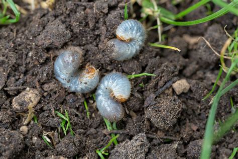 Signs of Grubs In Your Lawn & How To Get Rid of Them