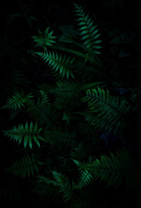 Dark Green Forest Wallpapers - Wallpaper Cave