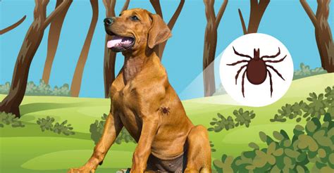 Natural Treatment For Lyme Disease In Dogs - Dogs Naturally