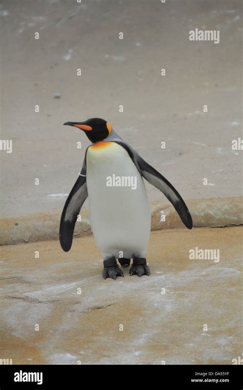 King penguin swim hi-res stock photography and images - Alamy