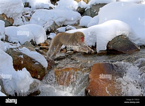 Japanese macaque or Snow Monkey (Macaca fuscata) jumping in the snow Stock Photo - Alamy