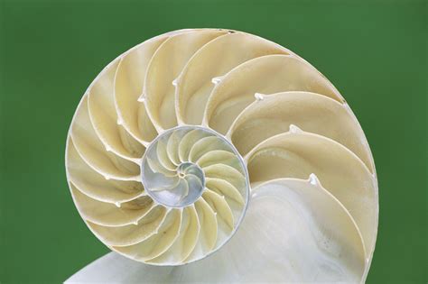 Nautilus Wallpapers - Wallpaper Cave