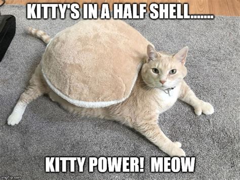 Funny Fat Cat Memes