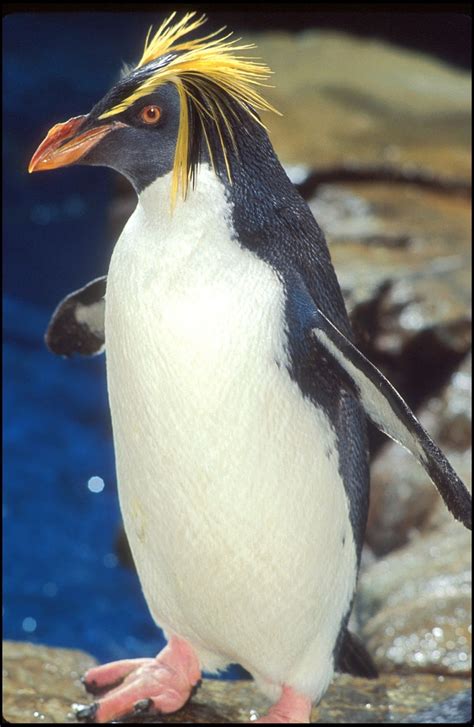 51 best New Zealand Bird photos images on Pinterest | Beautiful birds ...