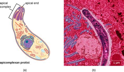 Unicellular Eukaryotic Parasites · Microbiology