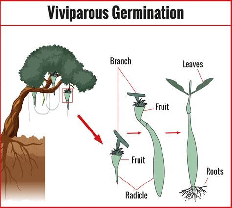 Types of Germination of Seed - CBSE Class Notes Online - Classnotes123