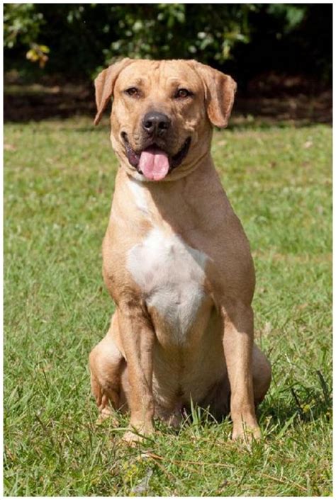 Black Mouth Cur - Puppies, Breeders, Facts, Pictures, Price, Lifespan ...