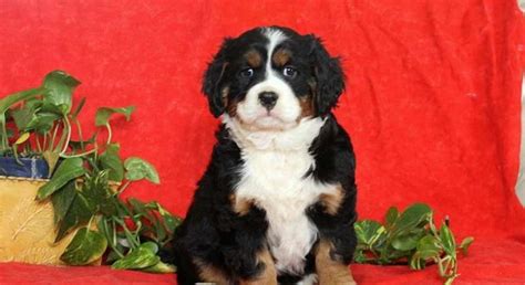 Miniature Bernese Mountain Dog.Meet Jewel a Puppy for Adoption.