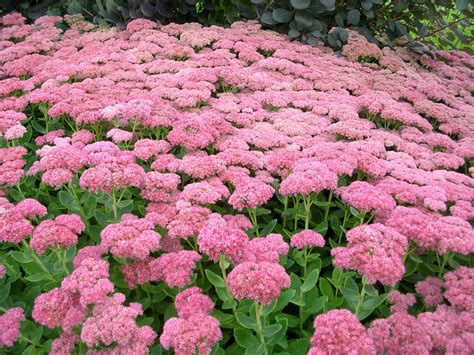 How to Grow: Sedum- grow sedum in the flower garden