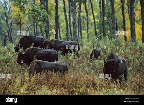 american bison, herd, plains buffalo, bison bison bison Stock Photo - Alamy