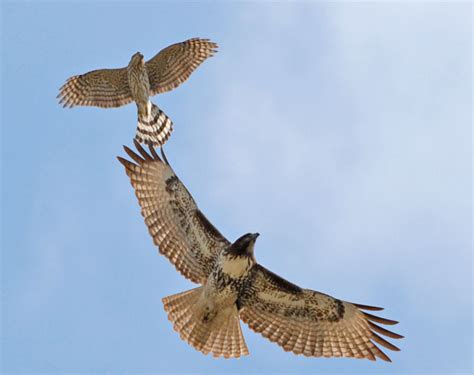 Hawk Photography Red-tailed Red-shouldered and Sharp-shinned hawks in ...