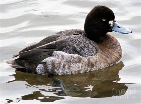 Female Lesser Scaup Duck 2 Photograph by Terry Elniski - Pixels