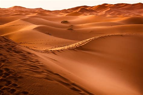 The Sahara Desert used to be a green savannah: Research explains why