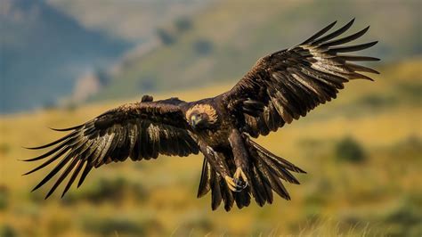 Wallpaper Golden Eagle, Mexico, bird, animal, nature, wings, brown, green grass, tourism ...