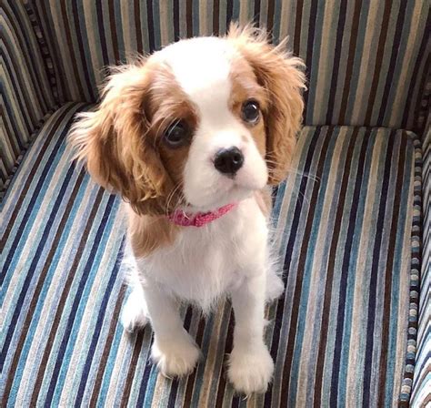 Cavalier King Charles Spaniel Puppies For Sale | Florida 434, FL #308320