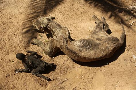 Mummified animals Khan Younis zoo, Gaza - Mirror Online