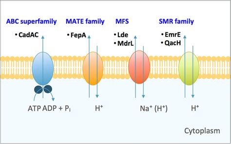 Diagrammatic representation of the four families of efflux pumps in L.... | Download Scientific ...