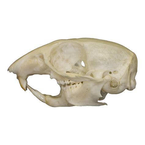 Real Chipmunk Skull For Sale – Skulls Unlimited International, Inc.