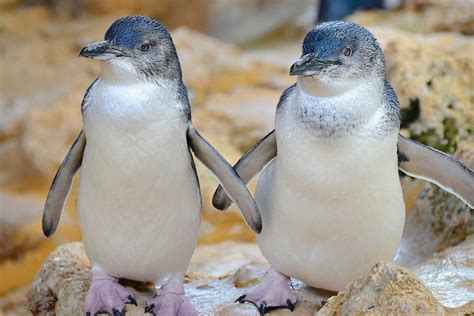 Penguin Island: Everything you need to know