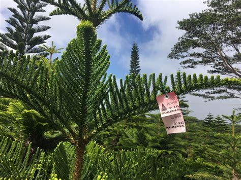 Find the perfect Hawaiian Christmas tree at Helemano Farms - Hawaii Magazine