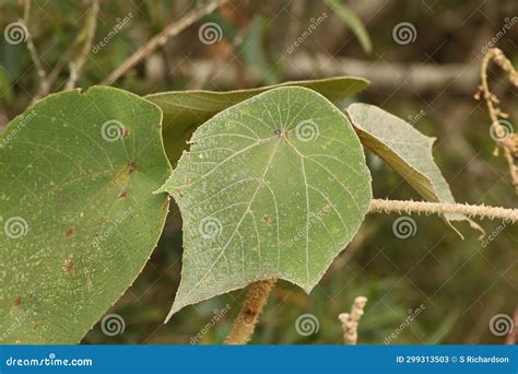 Leaf from a parasol tree stock image. Image of hedgeworxparasol - 299313503