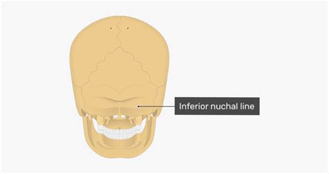 Posterior View Of The Inferior Nuchal Line Of The Skull - Nuchal Line ...