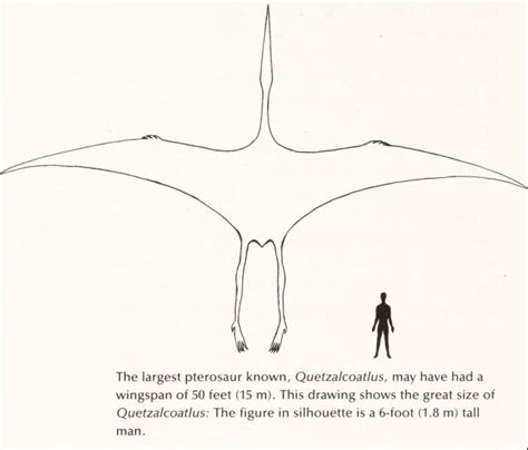 Quetzalcoatlus size comparison by Kingofallkongs on DeviantArt