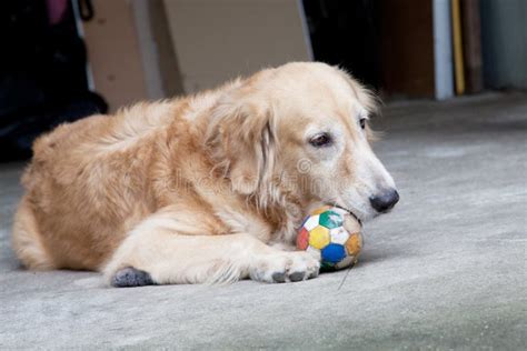 Dog, Golden Retriever and Ball Stock Photo - Image of canine, hairy ...