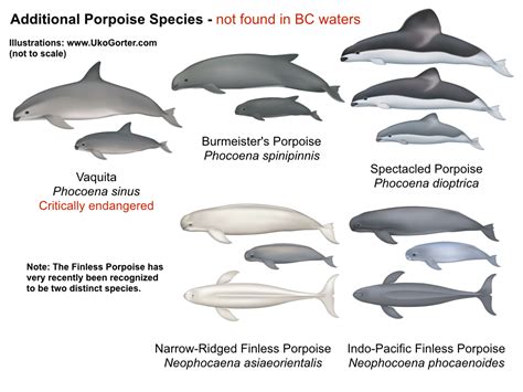 Porpoise-full Blog! | The Marine Detective