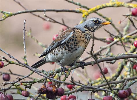 Redwing Fieldfare Migratory Bird - Free photo on Pixabay - Pixabay