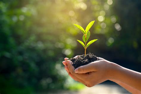 Sustentabilidade no campo: entenda como aplicar no dia a dia - Portal ...