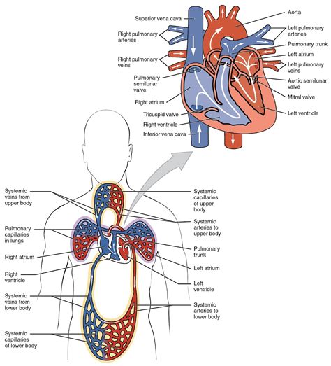 Systemic Circulation Blood Flow Diagram Double Circulation V