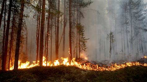 Forest fires will become more frequent as climate warms, says scientist – Eye on the Arctic