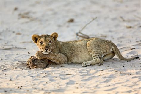 Desert Lion Cub in Hoanib, Namibia | Picture taken on safari… | Flickr