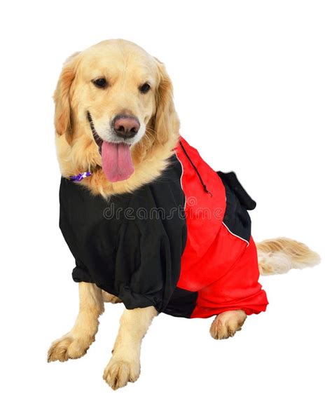 Funny golden retriever stock image. Image of mammal, young - 36380087